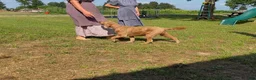 Mini Goldendoodle dogs for sale: Candy - Ad 12