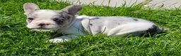 French Bulldog dogs for sale: Jasmine - Ad 3