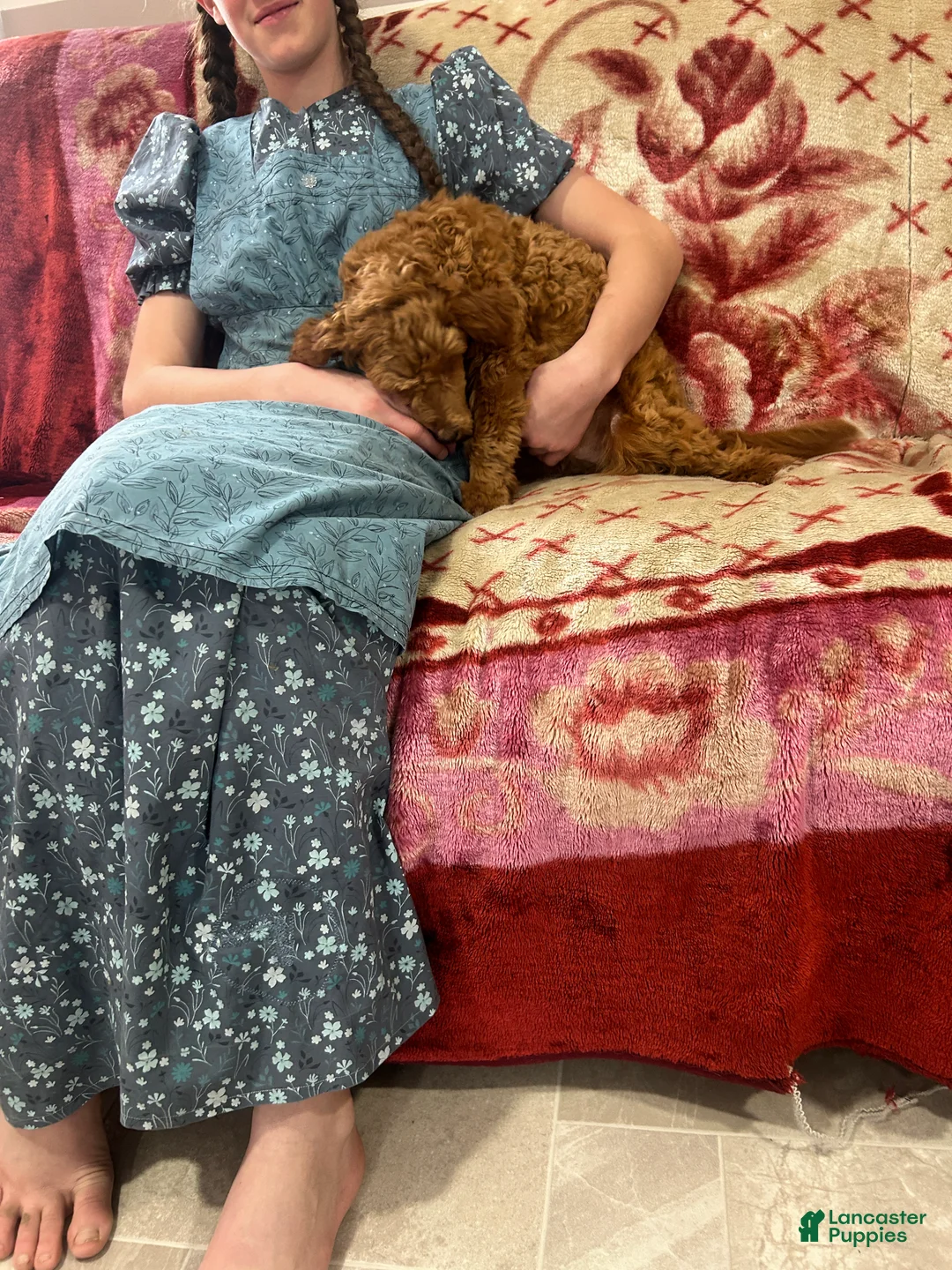 Mini Goldendoodle dogs for sale: Mini Goldendoodle litter of 9 puppies - Ad 2