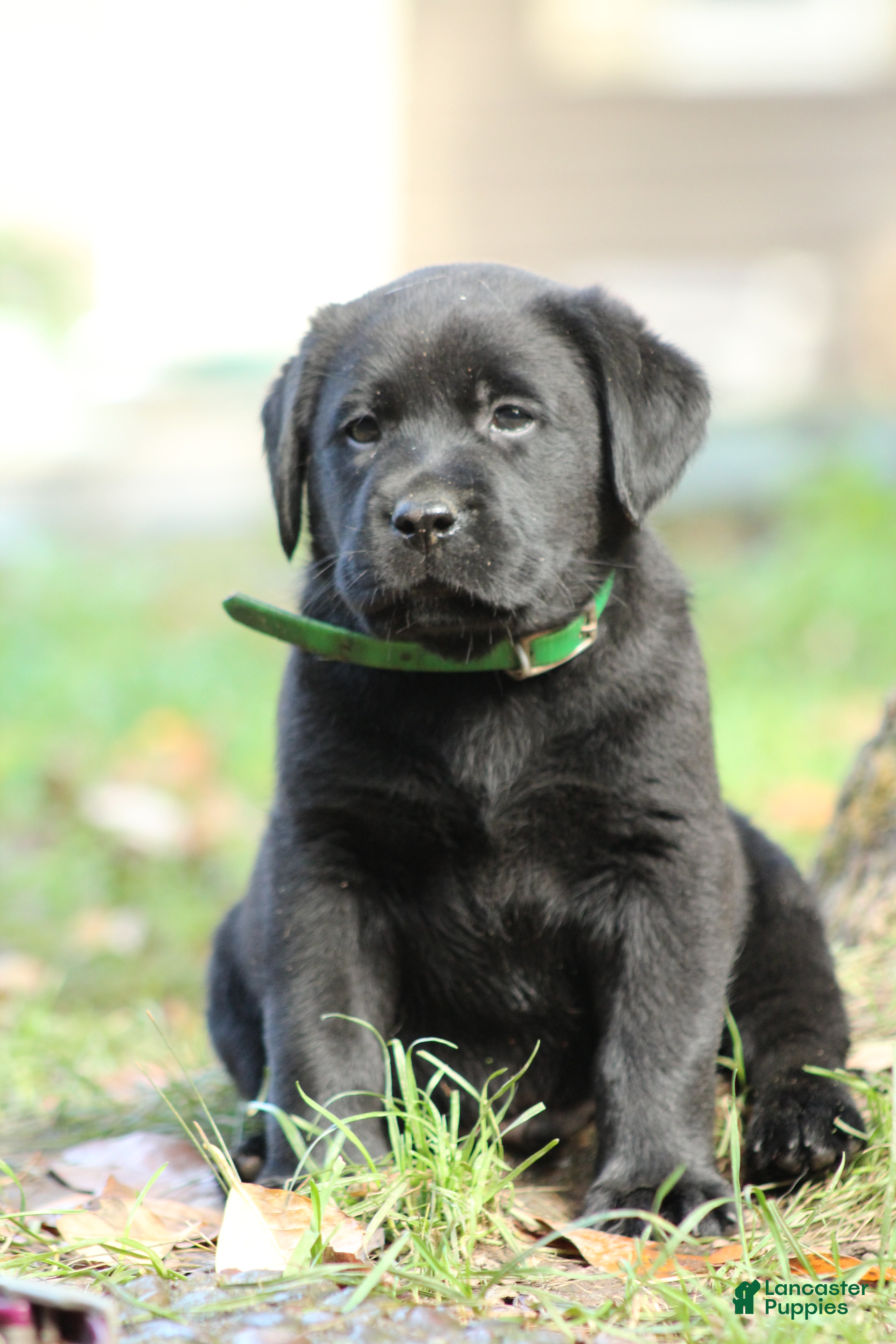 Labrador Retriever dogs Bruno - Ad 2
