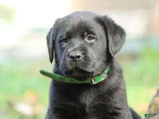 Labrador Retriever dogs Bruno - Ad 2