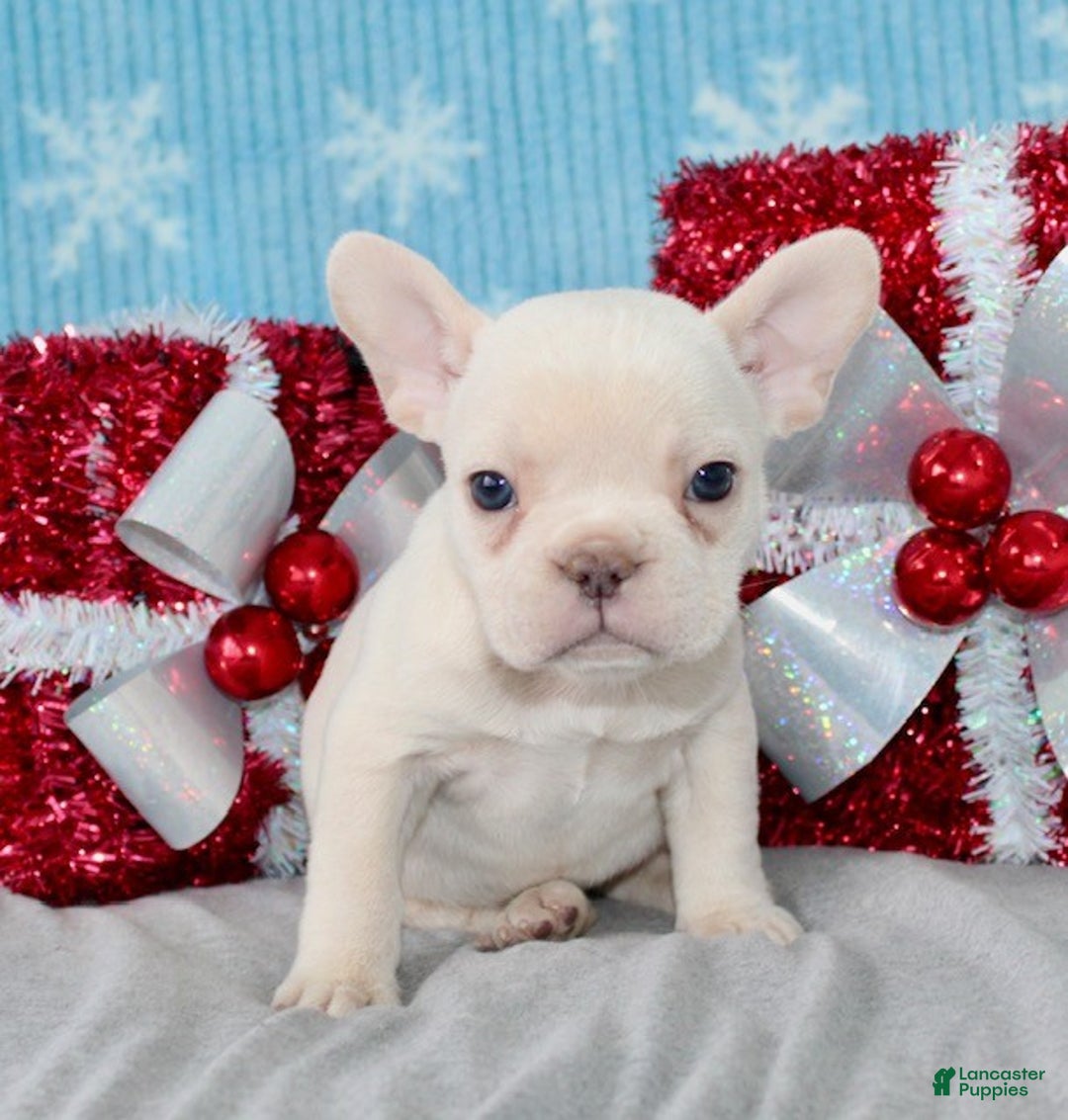 French Bulldog dogs for sale: Vega - Ad 2