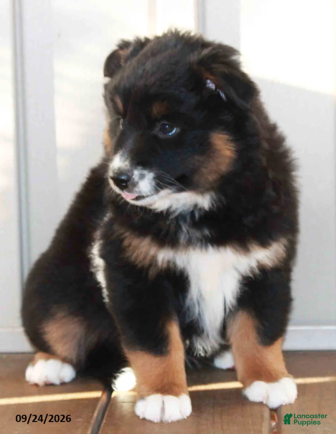 Mixed Breed dogs for sale: Carrie - Ad 2