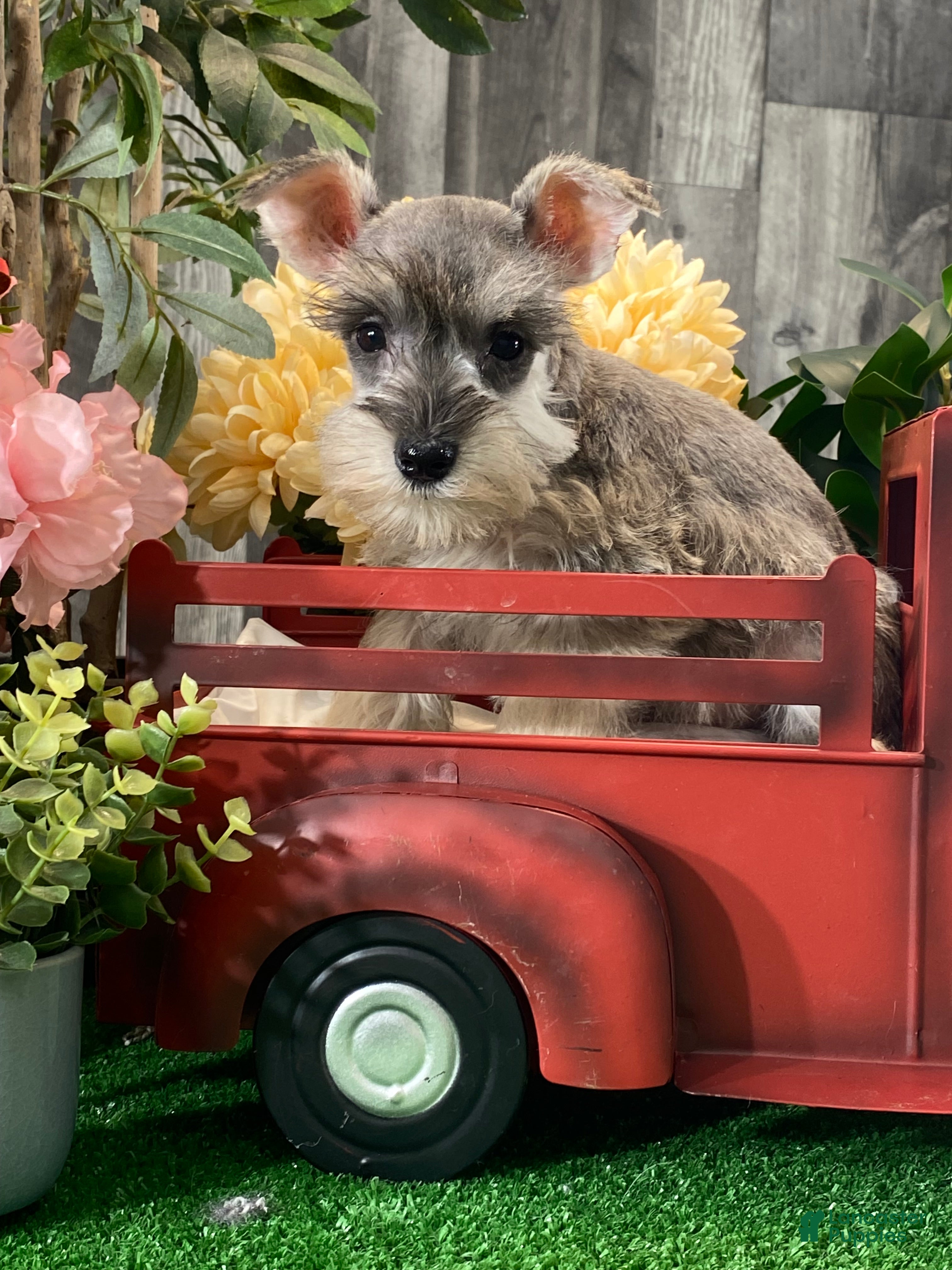 Miniature Schnauzer dogs King - Ad 35