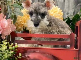Miniature Schnauzer dogs King - Ad 40