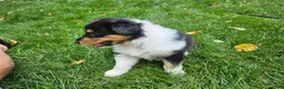 Collie dogs for sale: Boy 2 - Ad 3