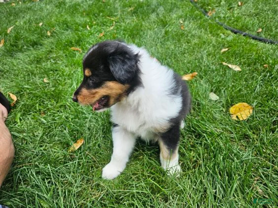 Collie dogs for sale: Boy 2 - Ad 3