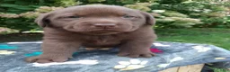 Labrador Retriever dogs for sale: Nico - Ad 7
