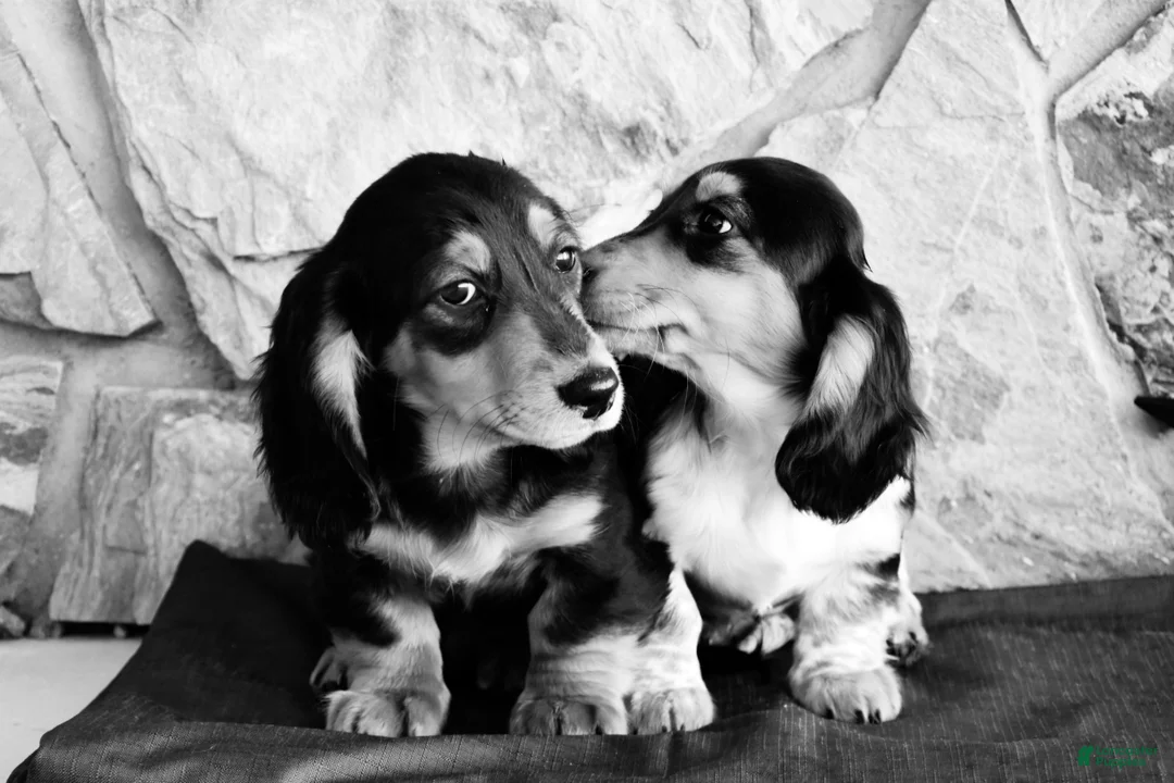 Miniature Dachshund dogs for sale: Abel - Ad 4