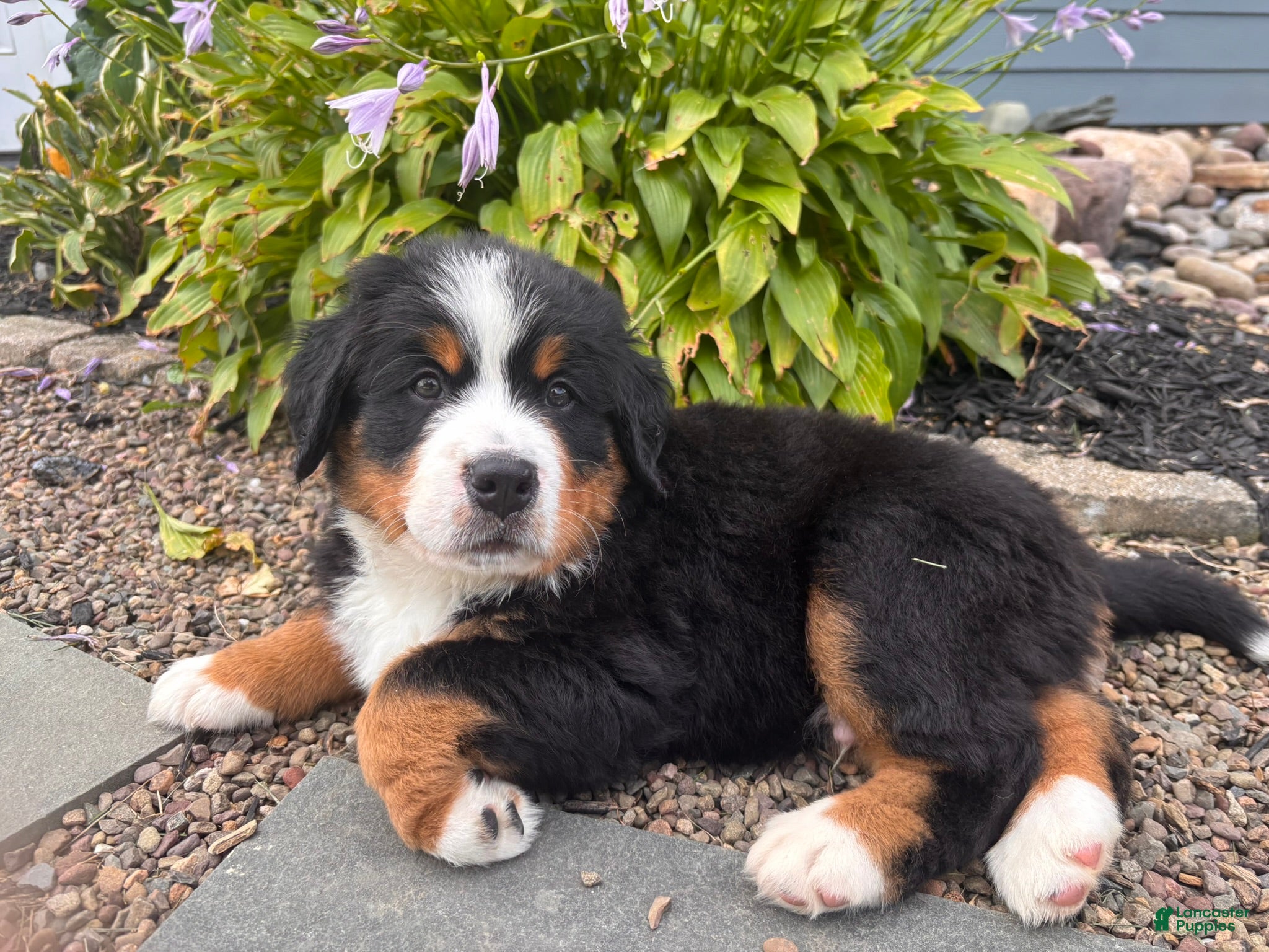 Bernese Mountain Dog dogs for sale: Oakley - Ad 2