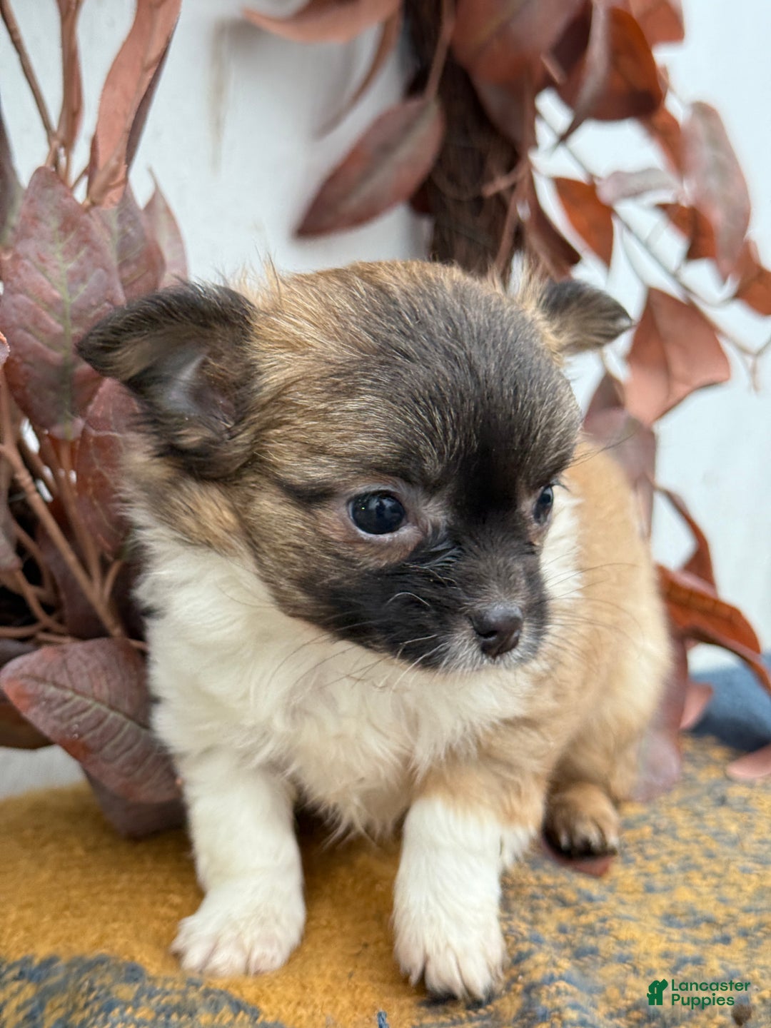 Chihuahua dogs for sale: Bixby - Ad 14