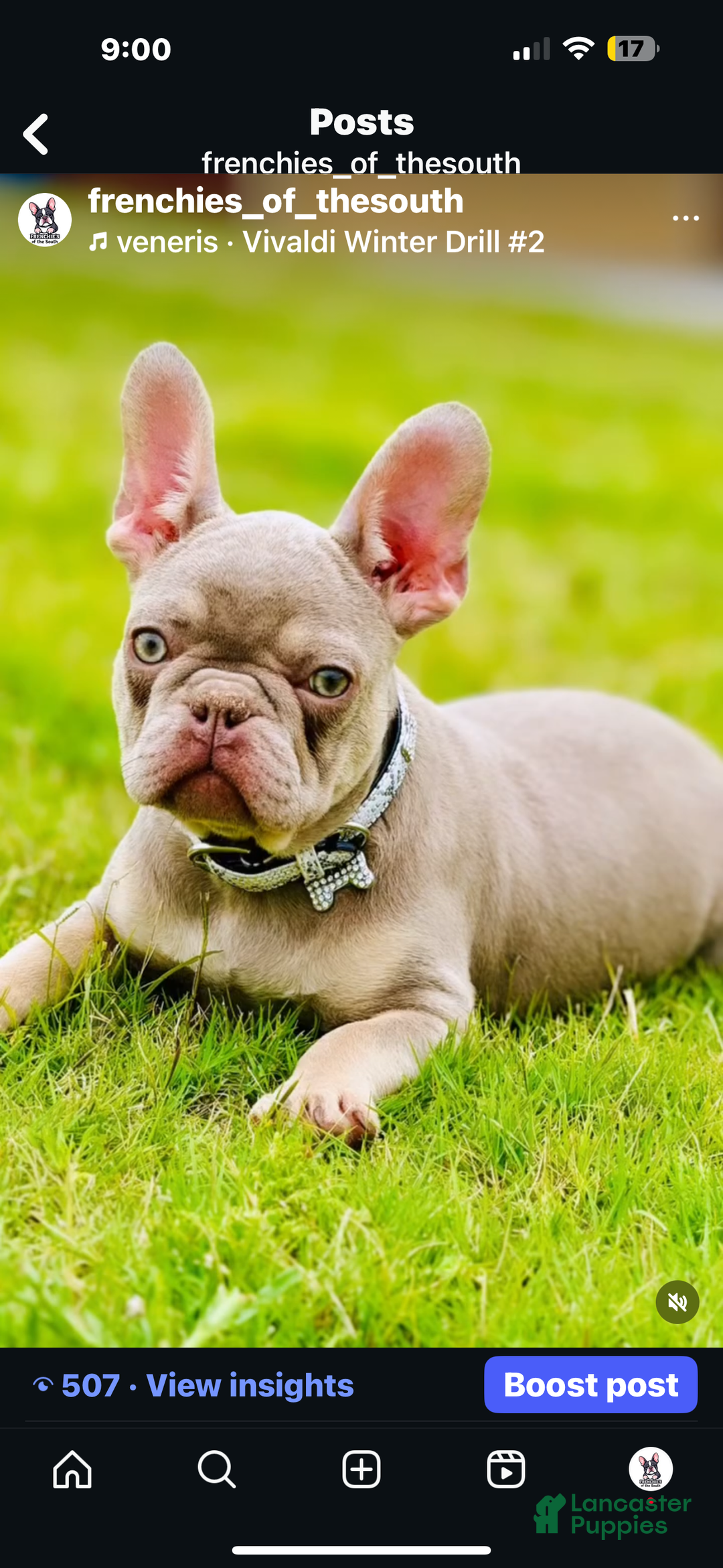 French Bulldog dogs for sale: French Bulldog Puppy 1 - Ad 2