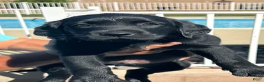 Labrador Retriever 3