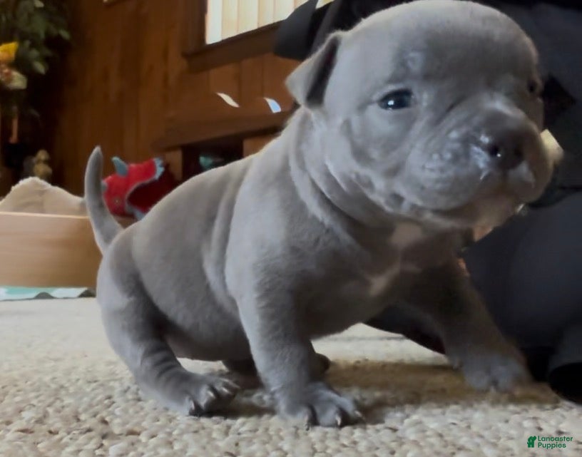 American Bully dogs for sale: Little Bit - Ad 4