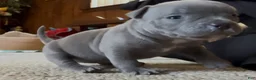 American Bully dogs for sale: Little Bit - Ad 1