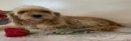 Cavapoo dogs for sale: Pearl Cavapoo  - Ad 9