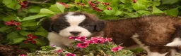 Saint Bernard dogs for sale: Wendeline Saint Bernard  - Ad 8