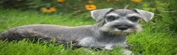 Miniature Schnauzer dogs for sale: Quartz Miniature Schnauzer  - Ad 3