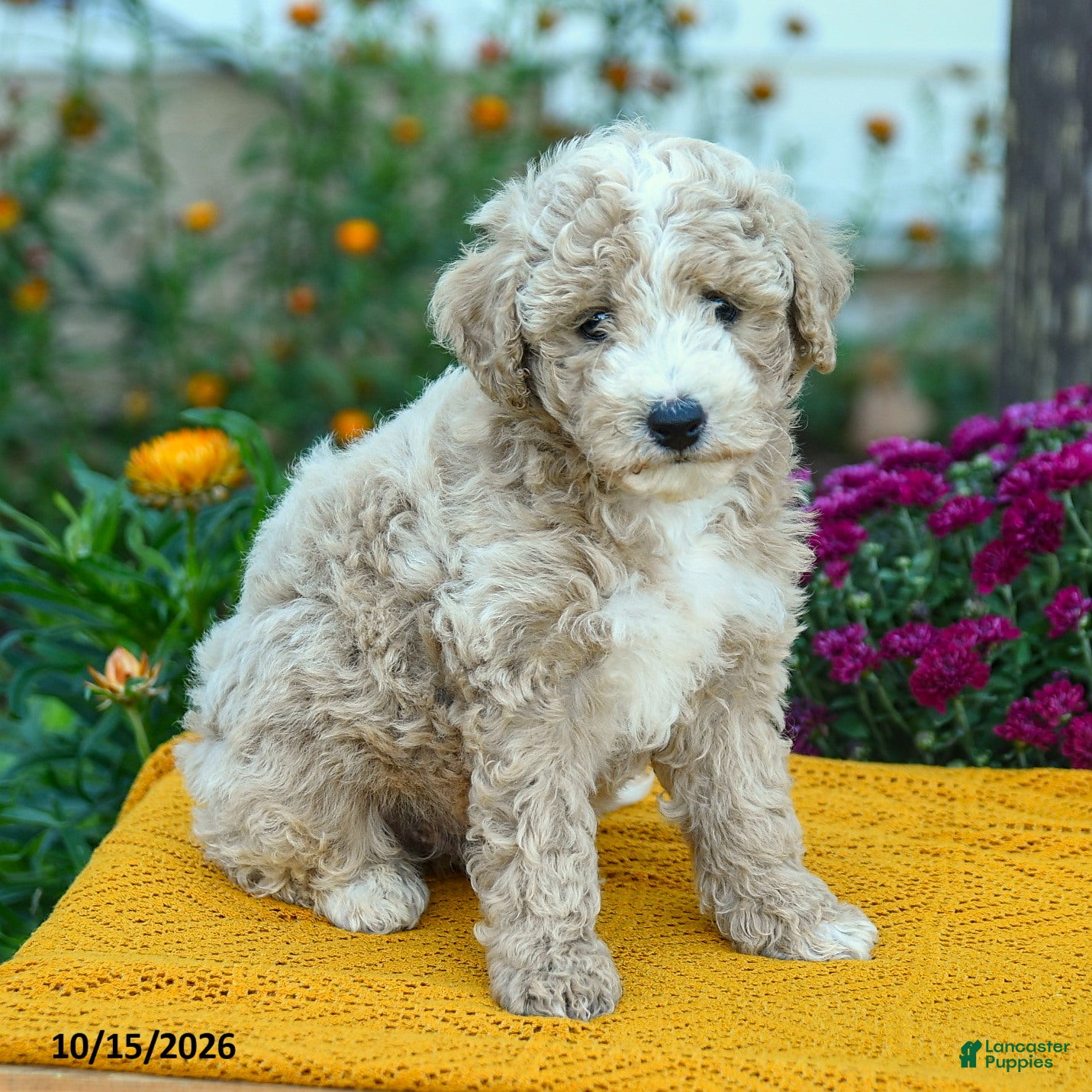 Miniature Labradoodle dogs for sale: Milo - Ad 1