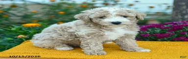 Milo