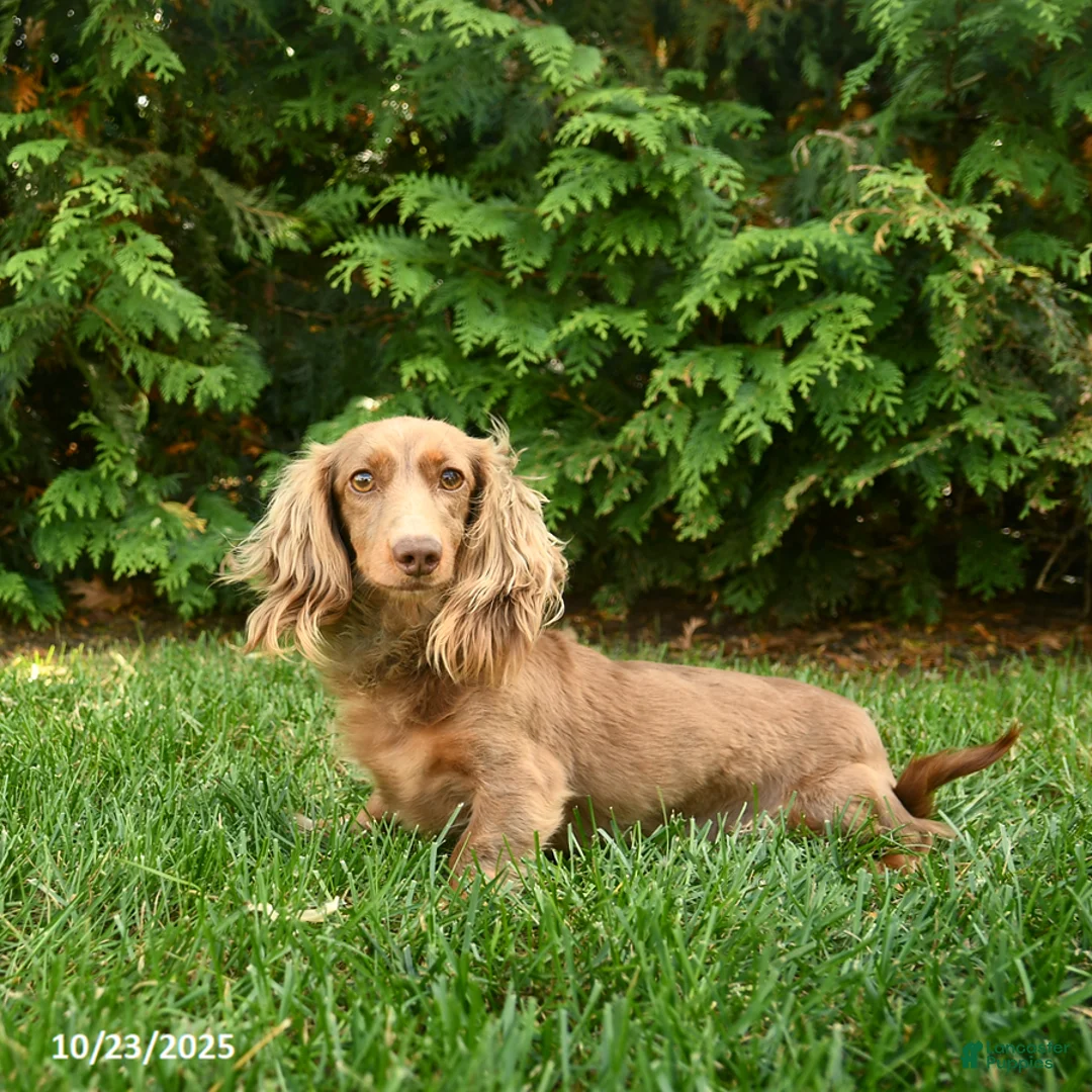 Miniature Dachshund dogs for sale: Icon - Ad 6