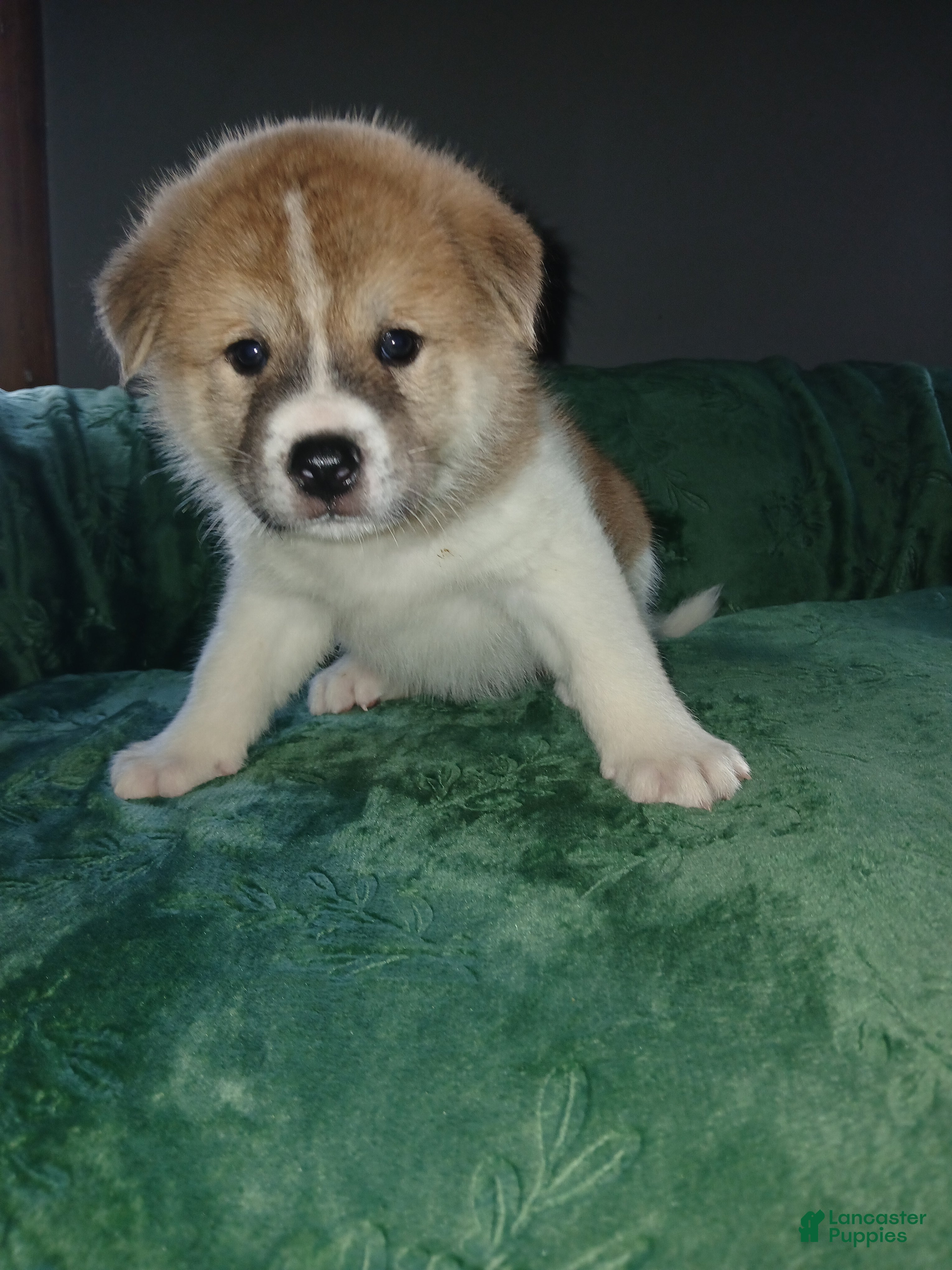 Akita dogs Rowan - Ad 2