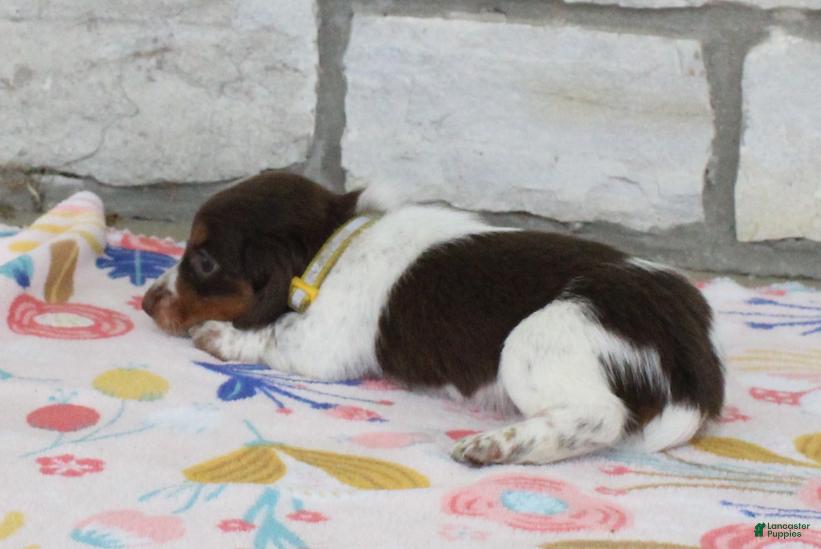Miniature Dachshund dogs Anna - Ad 2
