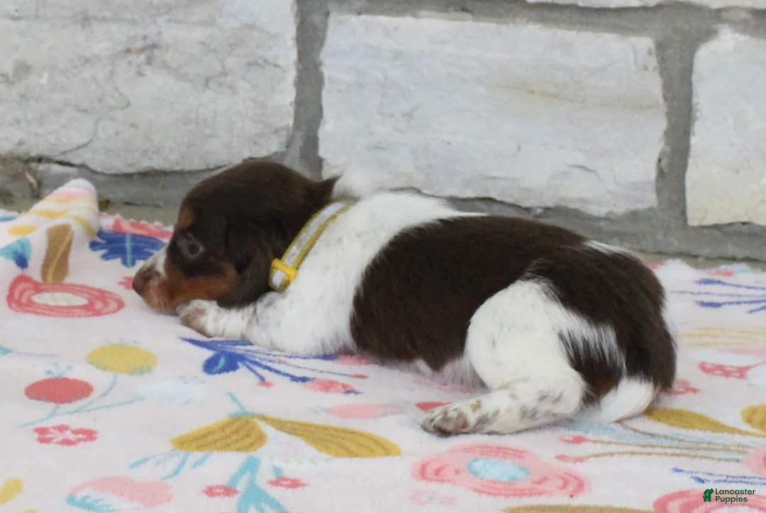 Miniature Dachshund dogs for sale: Anna - Ad 2