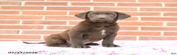 Labrador Retriever dogs for sale: Phoenix - Ad 3