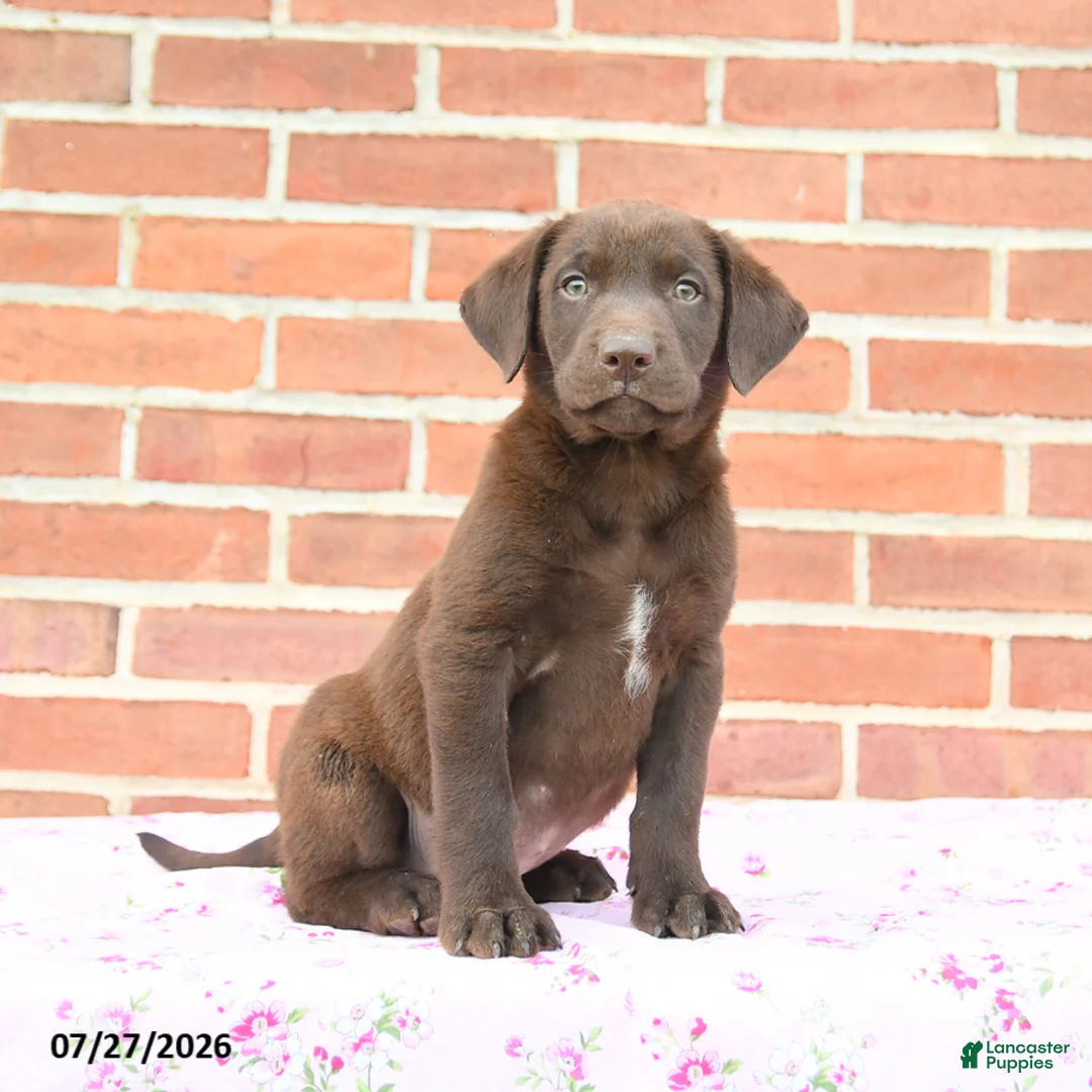 Labrador Retriever dogs for sale: Phoenix - Ad 3