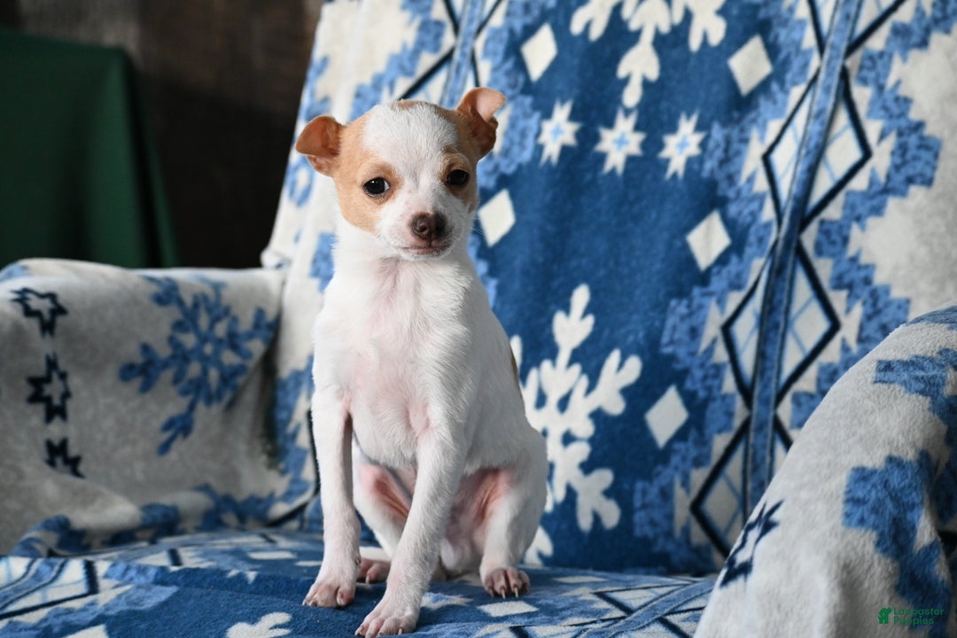 Mixed Breed dogs for sale: Don - Ad 2