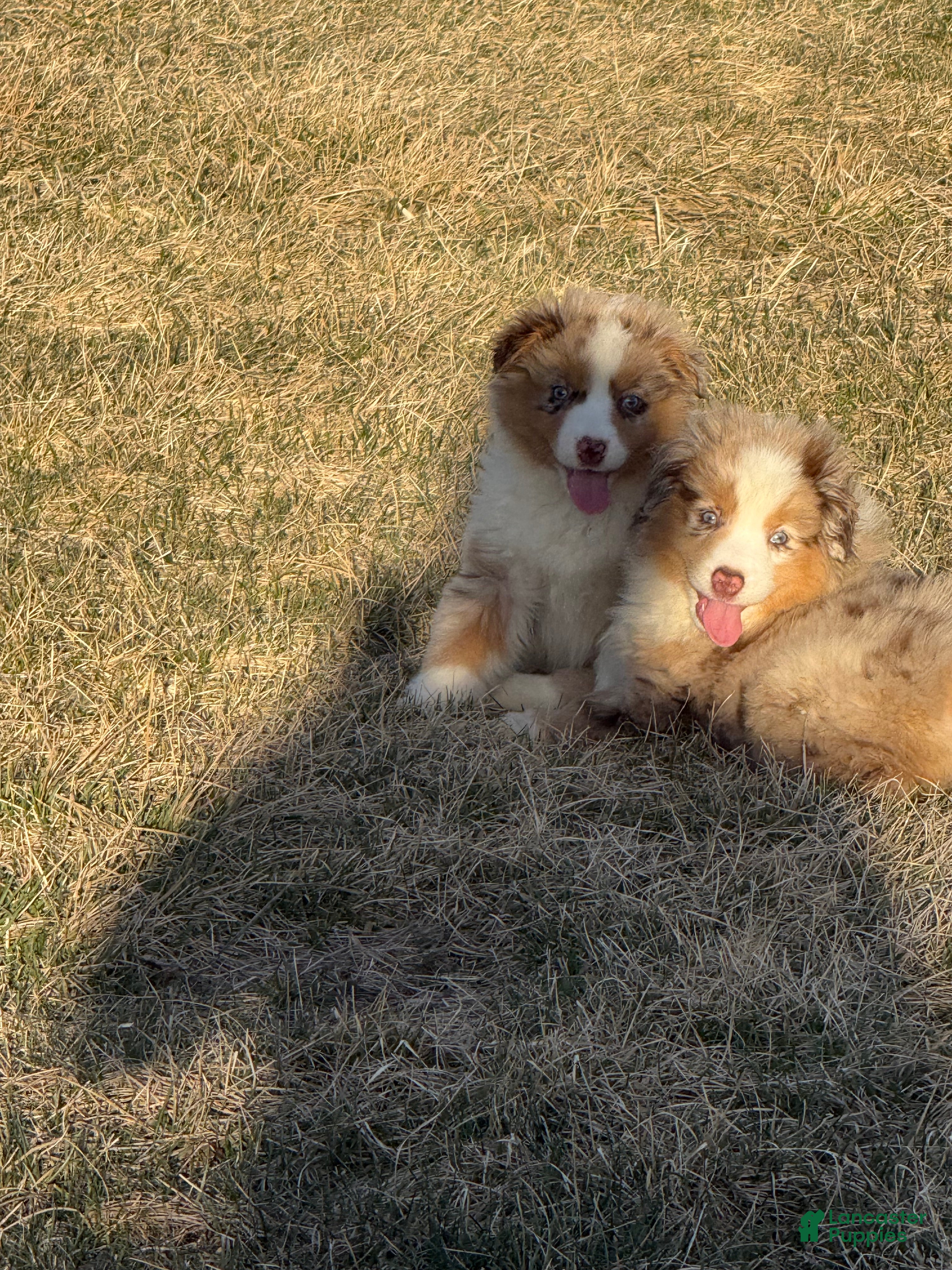 Miniature Australian Shepherd dogs Dazel - Ad 2