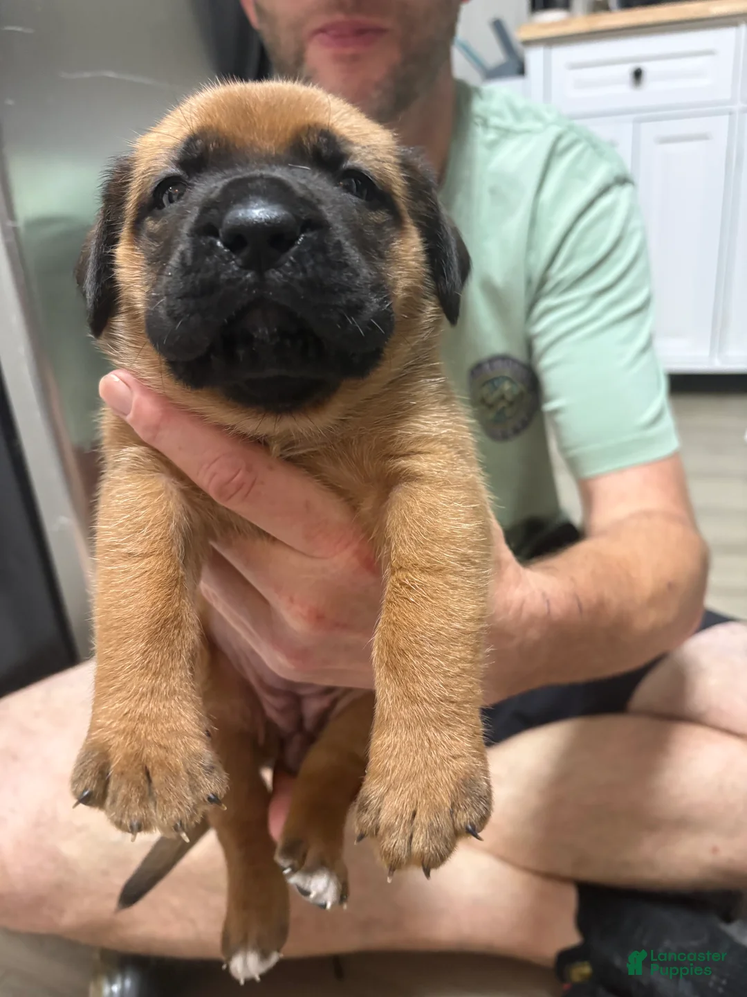 Mixed Breed dogs for sale: Orange - Ad 2