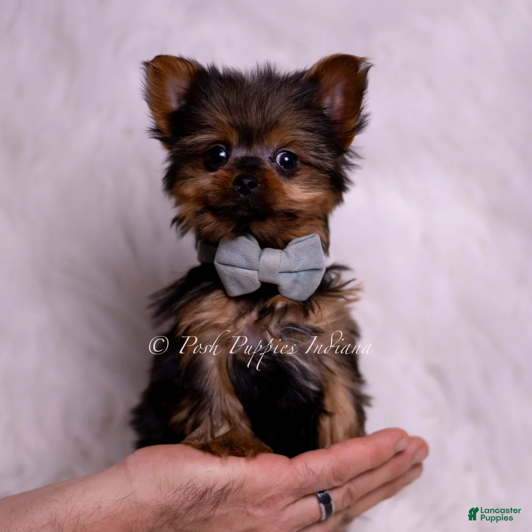 Yorkshire Terrier dogs for sale: Teacup Ruppie - Ad 2