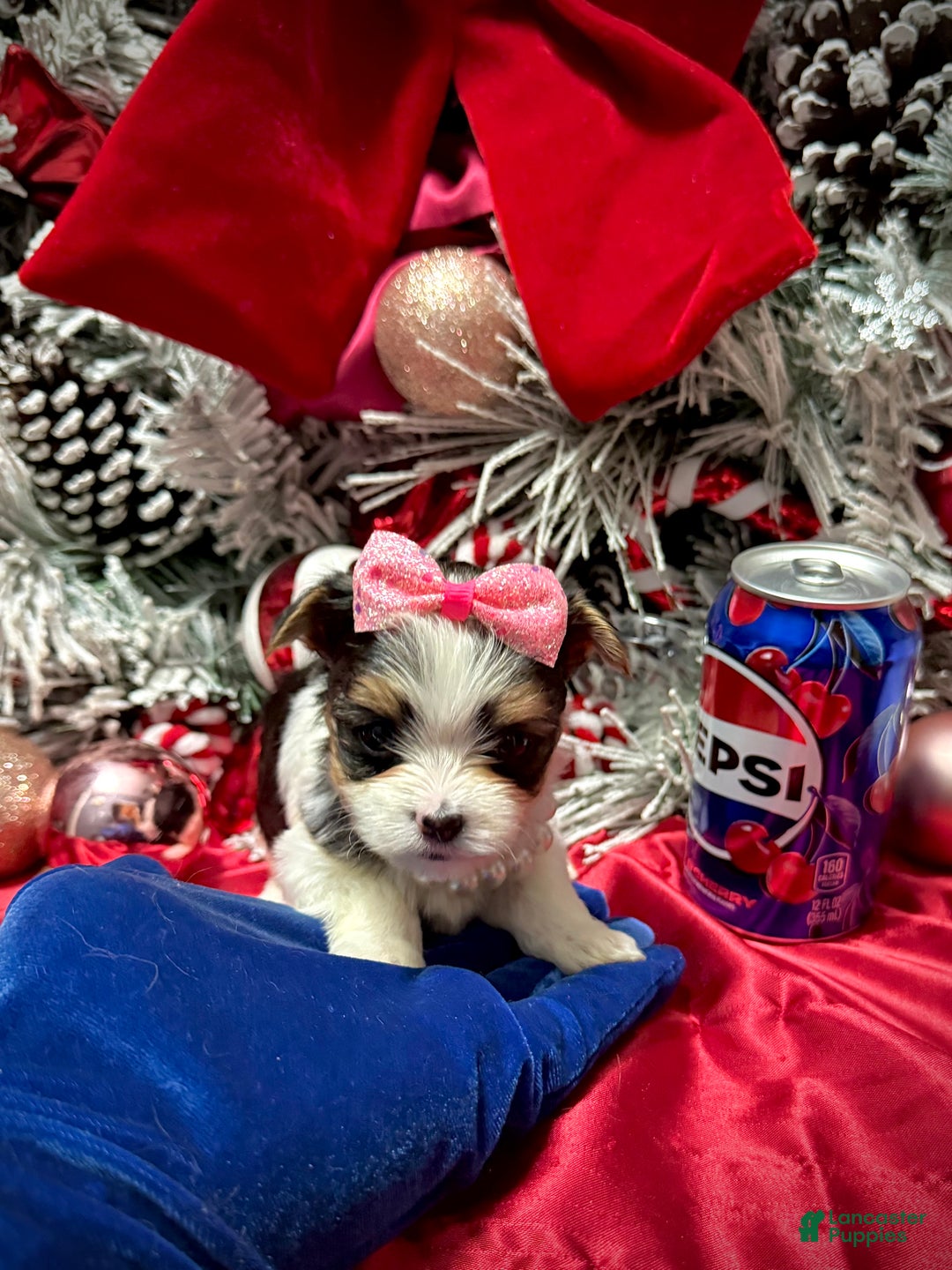 Yorkshire Terrier dogs for sale: Dot - Ad 13