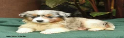 Miniature Australian Shepherd dogs for sale: Scharlot - Ad 3