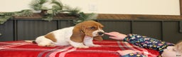 Basset Hound dogs for sale: Carly - Ad 3