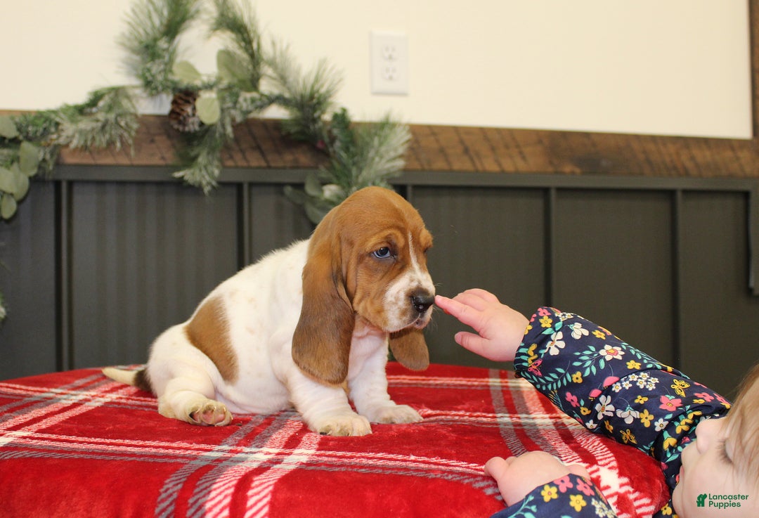 Basset Hound dogs for sale: Carly - Ad 3