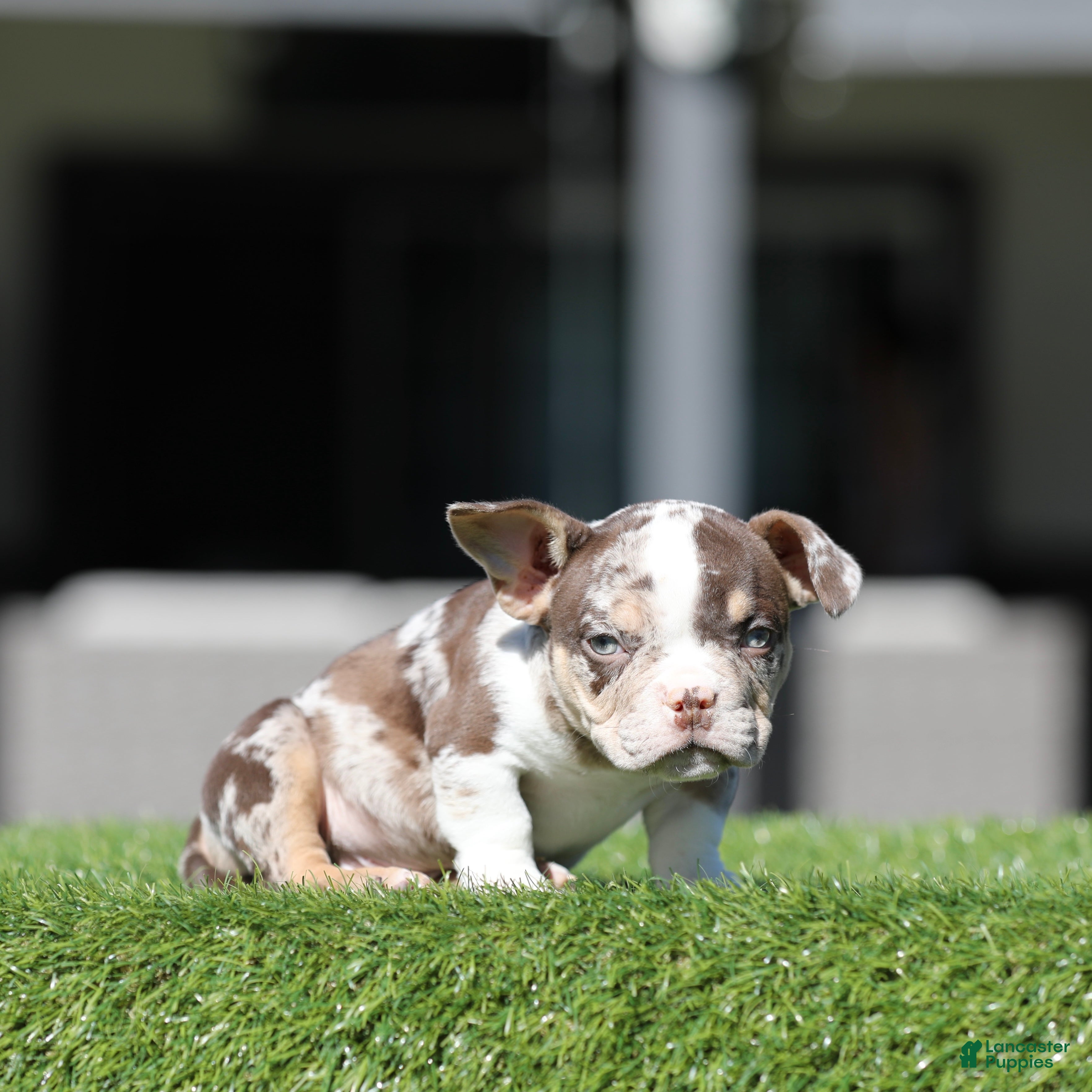 American Bully dogs American Bully Puppy 1 - Ad 5