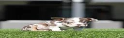 American Bully dogs for sale: American Bully Puppy 1 - Ad 1