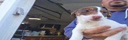 Jack Russell Terrier dogs for sale: Jack Russell Terrier 1 female 1 male - Ad 11