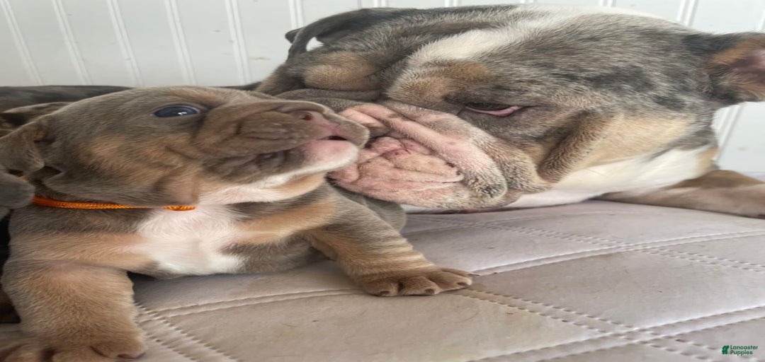 Gallery Image {{count}}