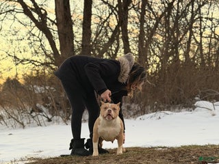 American Bully dogs American Bully Female 2 - Ad 19