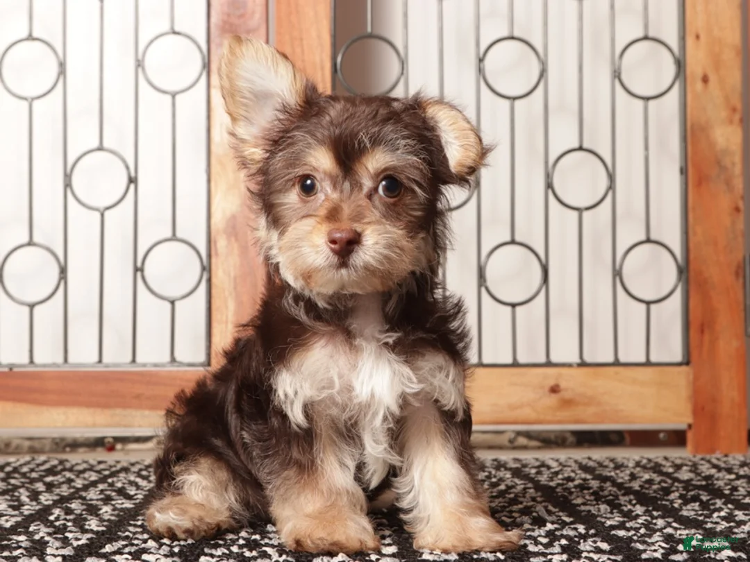 Yorkiepoo dogs for sale: Bruce Chocolate Male Yorkie-Poo - Ad 1