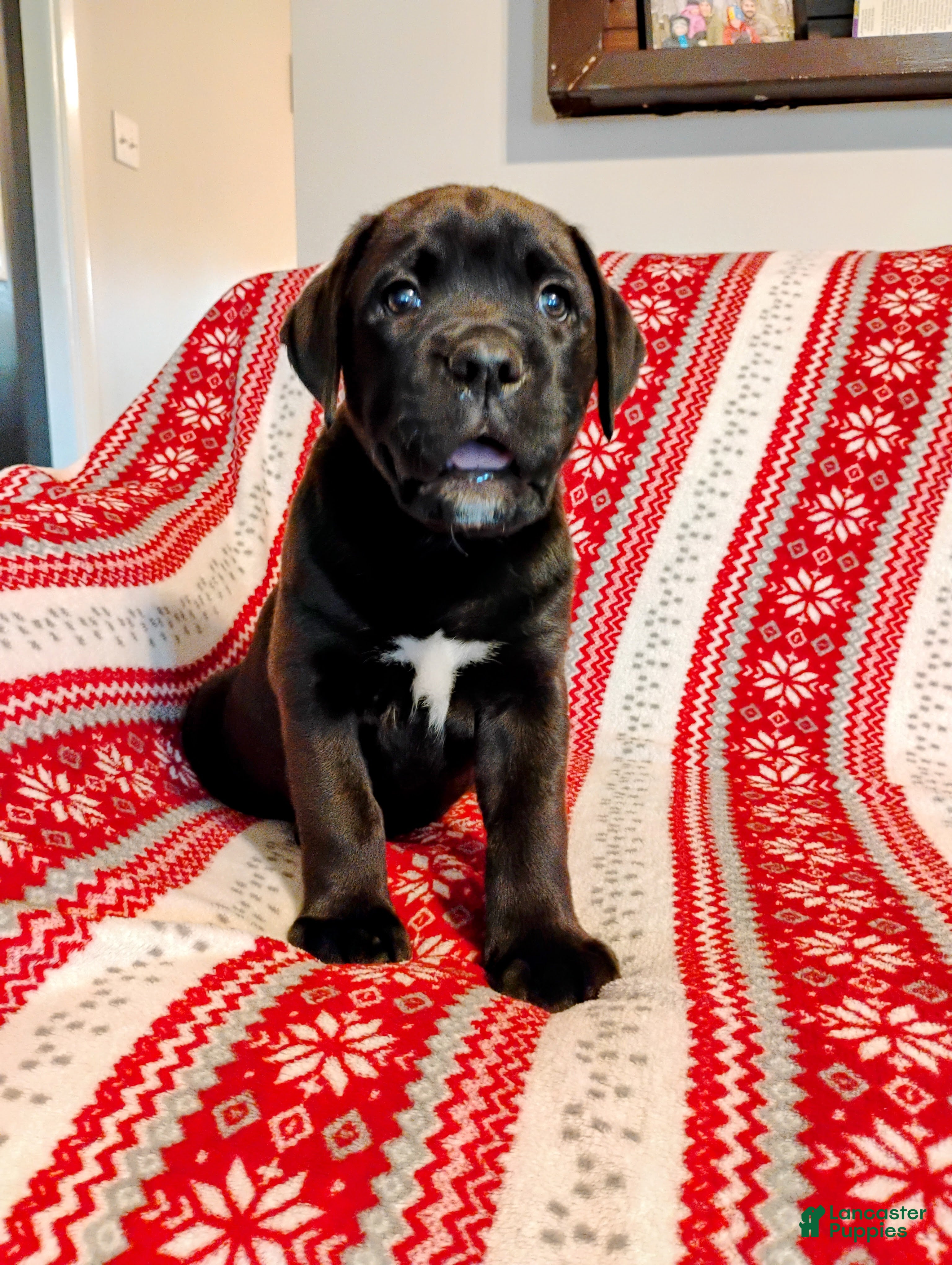Mixed Breed dogs Clark - Ad 29