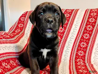 Mixed Breed dogs Clark - Ad 29
