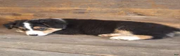 Australian Shepherd dogs for sale: Benjamin - Ad 3