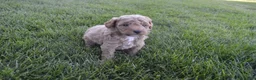 Mini Goldendoodle dogs for sale: Moose  - Ad 1