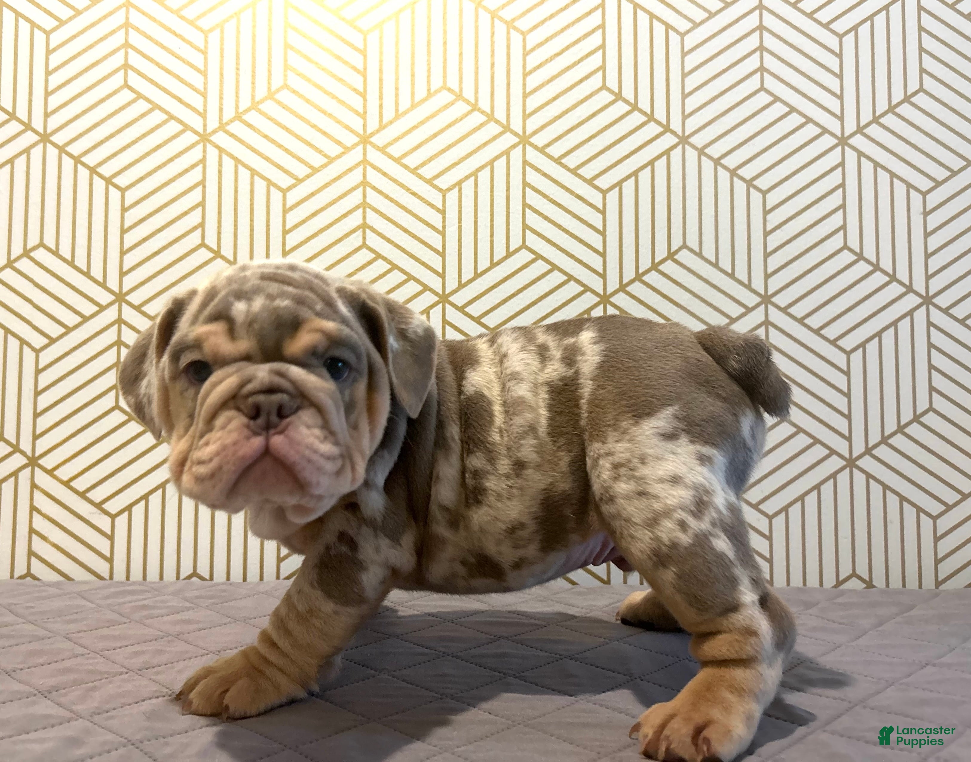 English Bulldog dogs Forest - Ad 25
