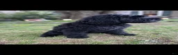 Giant Schnauzer dogs for sale: Mouse - Ad 15